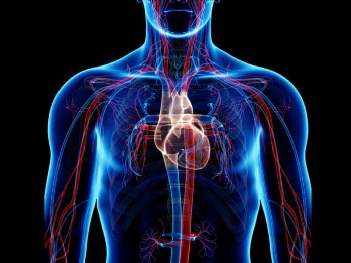 cardiovascular system