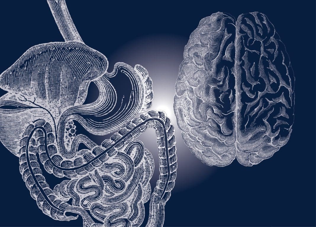gut-brain connection
