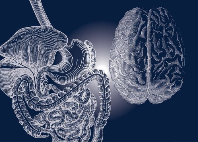 gut-brain connection