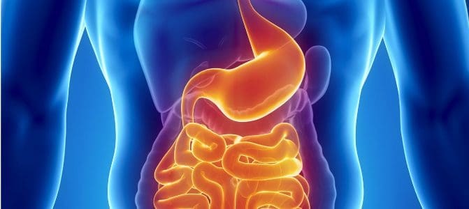 gut microbiome