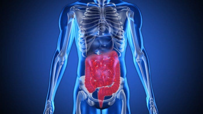 the gut system