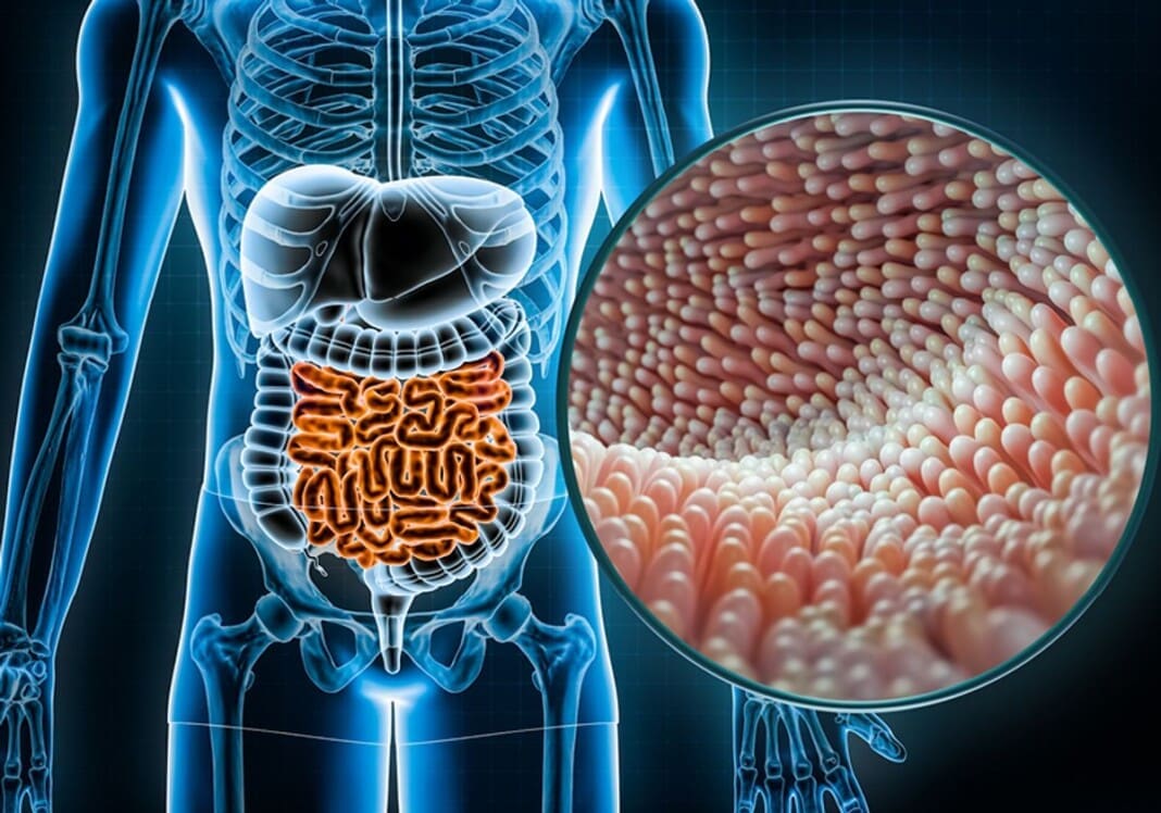 gut-inflammation-electroacupuncture
